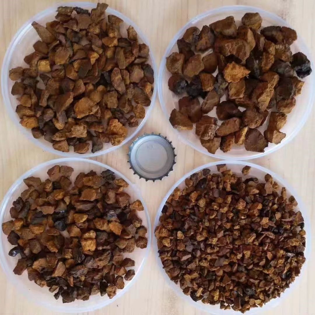 Chaga Mushroom Extract Powder Wholesale Poudre d'extrait de champignon Chaga en gros