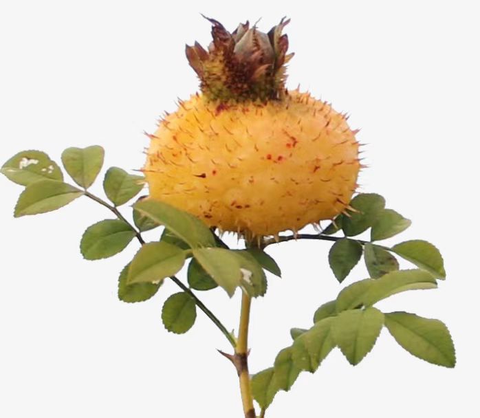 About Rosa roxburghii À propos de Rosa roxburghii