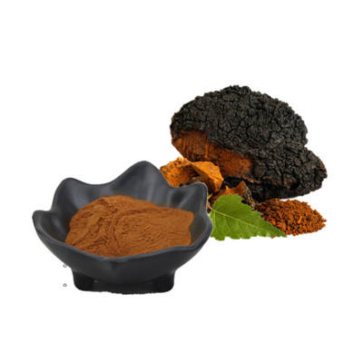 Champignon Chaga
