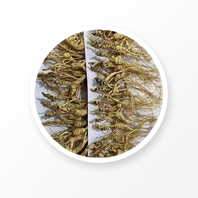 Racine de ginseng sauvage, « Linxia Ginseng » chinois
