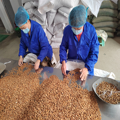 Noyau d'abricot amer