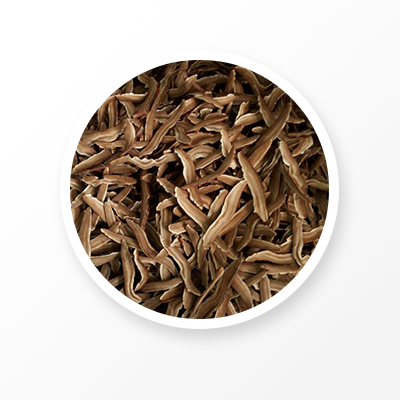 Ganoderma Lucidum Bio