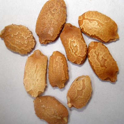 Graine de courge amère 