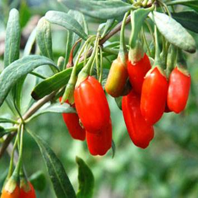 Baie de Goji