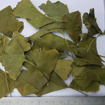Feuille de Ginkgo Bio 