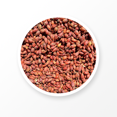 Fruits Fructus gardéniae