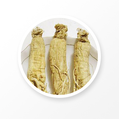 Panax ginseng CA Meyer