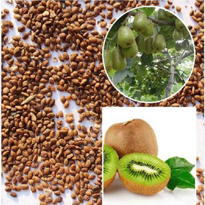 Graine de Kiwi