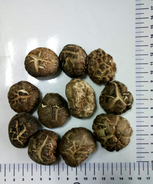 Extrait de Champignon Shiitake Bio 