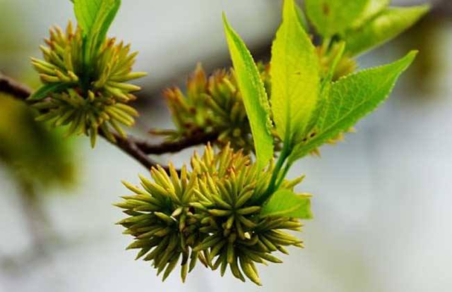 Poudre de fleur mâle Eucommia