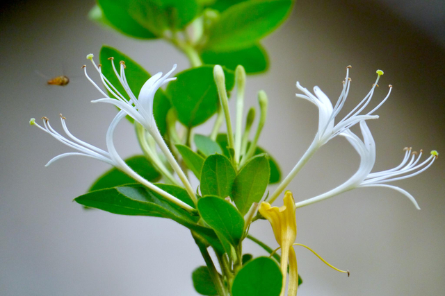 Extrait de fleur de chèvrefeuille bio 