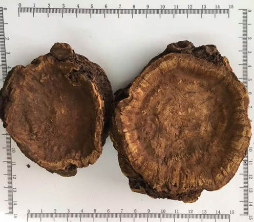 Poudre de racine de rhubarbe