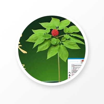 Feuille de racine de ginseng