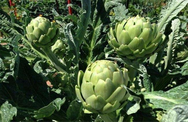 Poudre de feuille d'artichaut