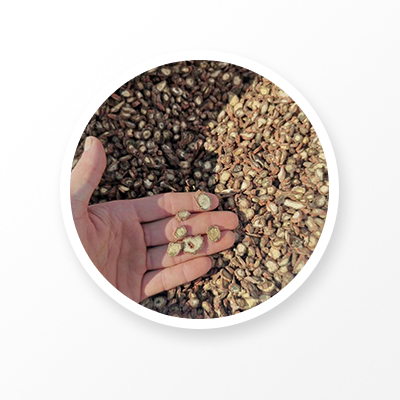 Racine de Salvia Miltiorrhiza 