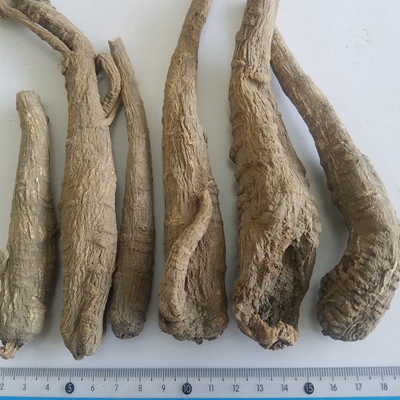 Angelicae Dahuricae Radix