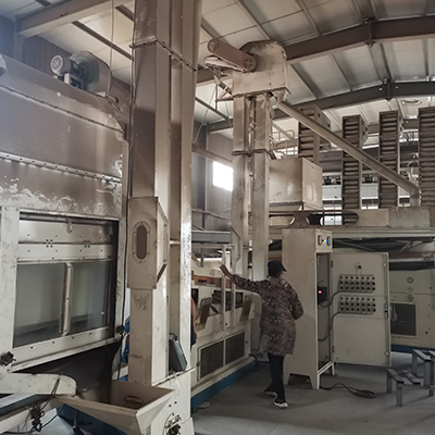 Thé amincissant aux graines de cassia