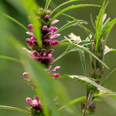 Herbe d'Agripaume