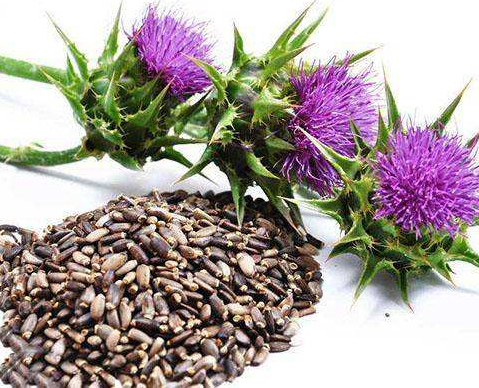Graine de Silybum Marianum