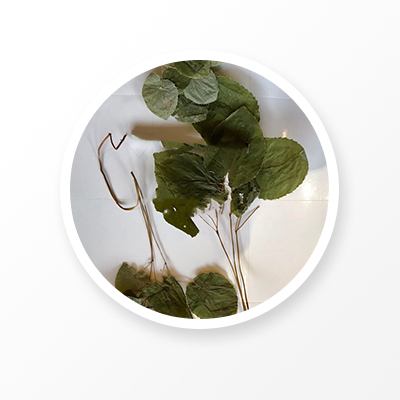 Feuille d'épimédium 