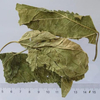 Feuille de mûrier 