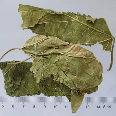 Feuille de mûrier 