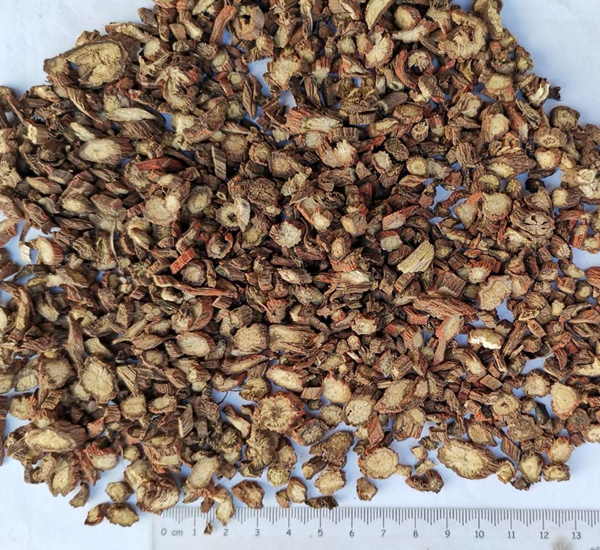 Poudre de racine de Salvia Miltiorrhiza