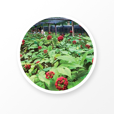 Poudre de racine de ginseng 