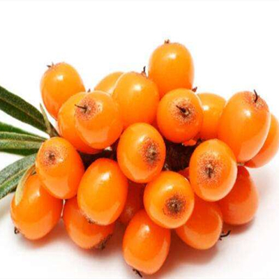 Poudre d'argousier lyophilisée